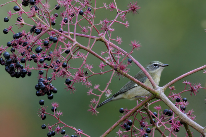 A female Black-throated Blue feeding on Devil's Walking-Stick berries in Somerset Co., Maryland (10/10/10). Photo by Bill Hubick.