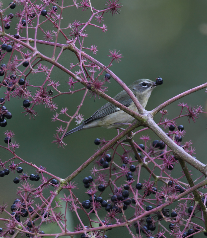 A female Black-throated Blue feeding on Devil's Walking-Stick berries in Somerset Co., Maryland (10/10/10). Photo by Bill Hubick.
