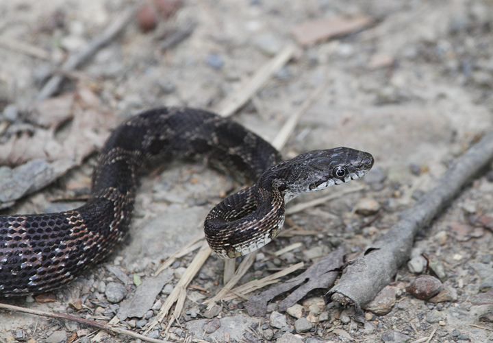 A juvenile Black Rat Snake in Allegany Co., Maryland (7/24/2010). Photo by Bill Hubick.