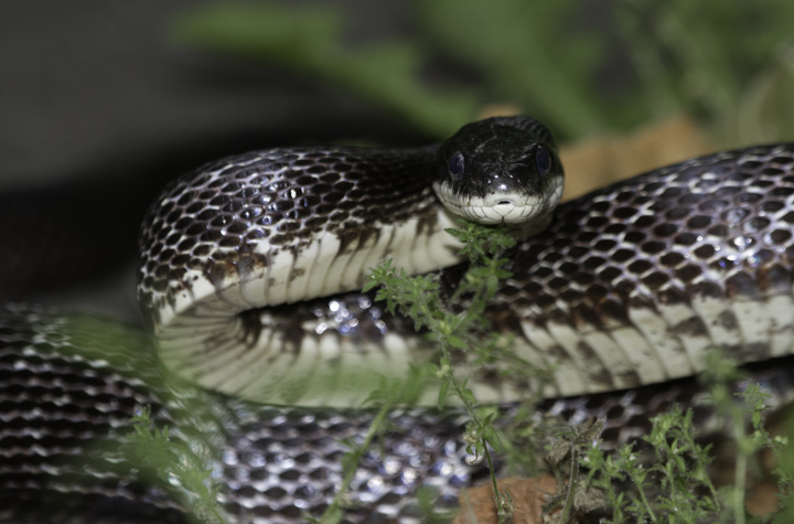 A Black Rat Snake in Washington Co., Maryland (6/4/2011). Photo by Bill Hubick.