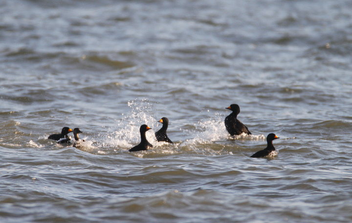 A flock of about 180 Black Scoters partying at the Point Lookout Causeway today (12/6/2009). We spent a long time scanning the Bay, enjoying their strange, nasal "Waaaaa" calls.