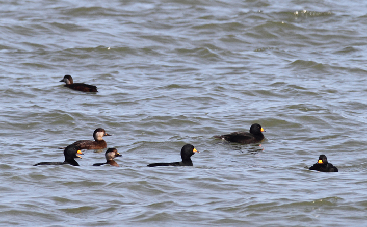 A flock of about 180 Black Scoters partying at the Point Lookout Causeway today (12/6/2009). We spent a long time scanning the Bay, enjoying their strange, nasal "Waaaaa" calls.