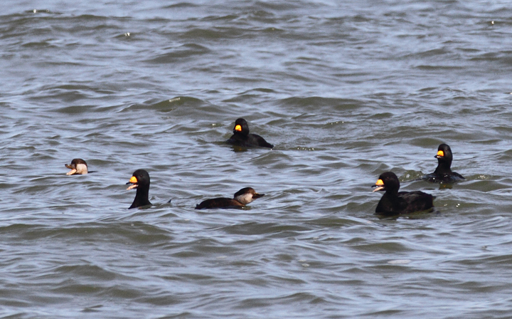 A flock of about 180 Black Scoters partying at the Point Lookout Causeway today (12/6/2009). We spent a long time scanning the Bay, enjoying their strange, nasal "Waaaaa" calls.