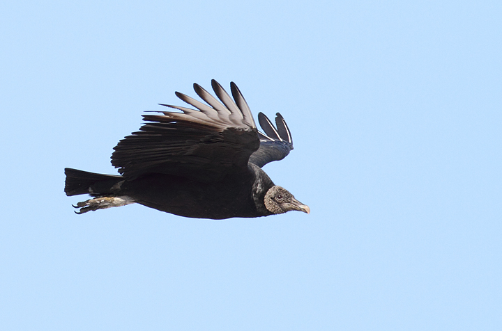A Black Vulture in flight over Charles Co., Maryland (12/18/2010). Photo by Bill Hubick.