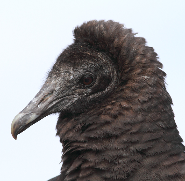 Black Vultures posing for close-up portraits. Click any image to enjoy vulture details you might not have seen so closely... Am I the only person who thinks of elephant skin? Photo by Bill Hubick.
