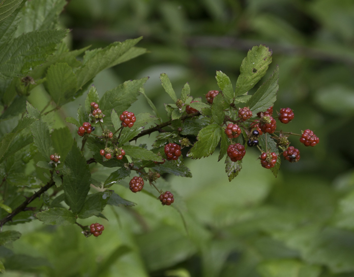 Blackberry (Genus <em>Rubus</em>) at Tuckahoe SP, Maryland (6/18/2011). Photo by Bill Hubick.