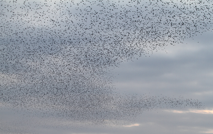 An immense flock of blackbirds over Jug Bay, Maryland (11/21/2009).