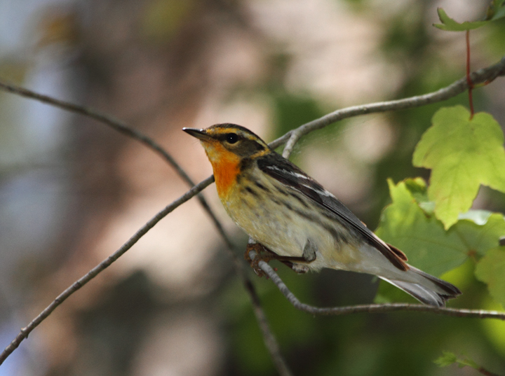 A Blackburnian Warbler on Assateague Island, Maryland (5/14/2010). This was my long-awaited 300th species in Worcester Co., Maryland. I would not have guessed that I would have seen 23 in two days in the county. Photo by Bill Hubick.