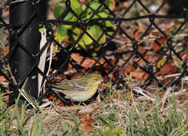 A lingering, especially confiding Blackpoll Warbler at Fort Smallwood, Maryland (10/15/2010). Photo by Bill Hubick.