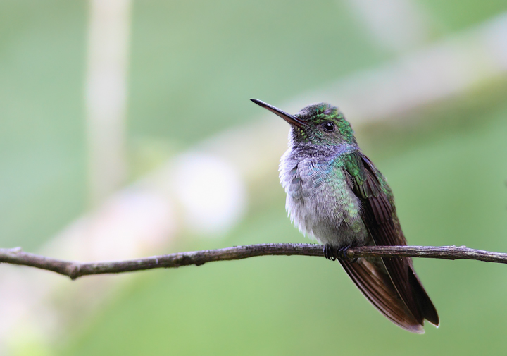 Blue-chested Hummingbird - Rainforest Discovery Center, Panama (July 2010). Photo by Bill Hubick.