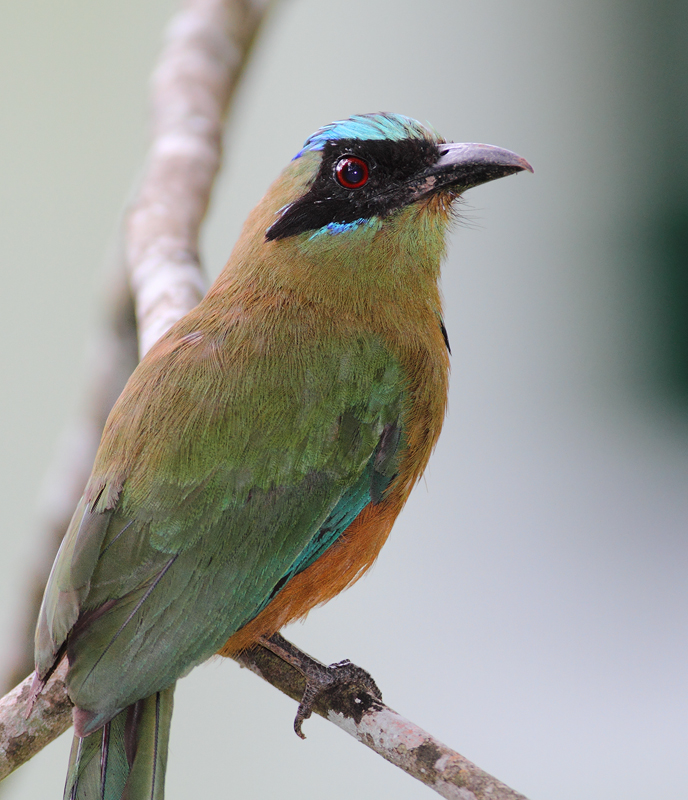 A Whooping Motmot (split from Blue-crowned Motmot) poses in the town of Gamboa, Panama (Aug 2010). Photo by Bill Hubick.