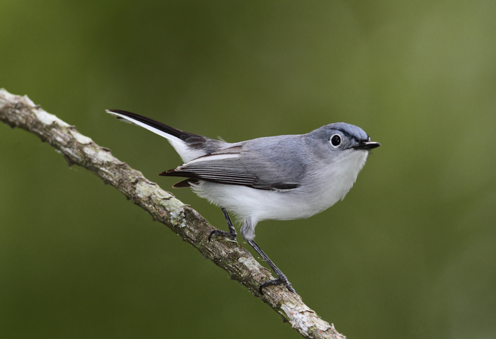 A Blue-gray Gnatcatcher coming in for the kill, Somerset Co., Maryland (5/2/2010). Photo by Bill Hubick.