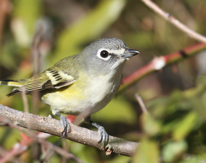 A late Blue-headed Vireo at Point Lookout, Maryland (11/20/2010). Photo by Bill Hubick.