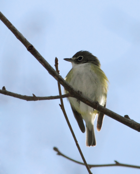 A wintering Blue-headed Vireo in eastern Wicomico Co., Maryland (1/31/2010). A great find by Ron Gutberlet, this probably represents one of the latest winter records in the state. Photo by Bill Hubick.