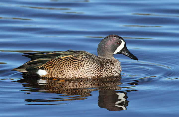 Blue-winged Teal at Green Cay Wetlands, Florida (2/26/2010). Photo by Bill Hubick.