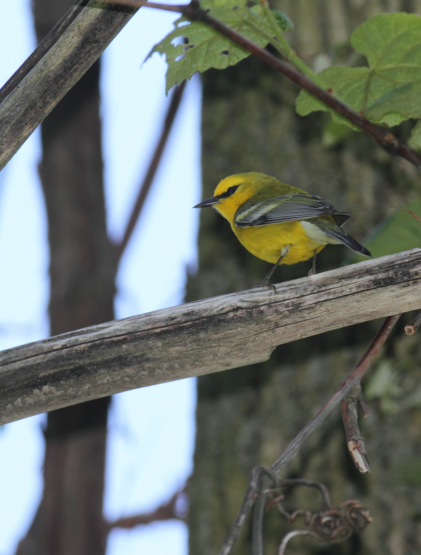A seemingly more "pure" Blue-winged Warbler in Washington Co., Maryland (5/5/2010). Photo by Bill Hubick.