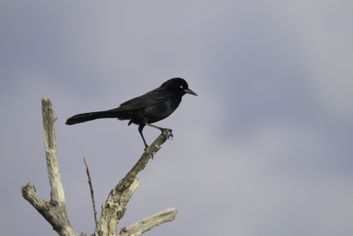 A Boat-tailed Grackle at dusk on the Outer Banks, North Carolina (5/27/2011). Photo by Bill Hubick.
