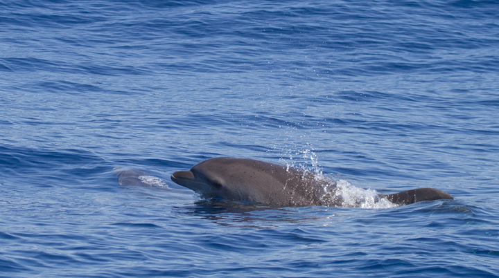 Bottlenose Dolphins off Cape Hatteras, North Carolina (5/28/2011). Photo by Bill Hubick.