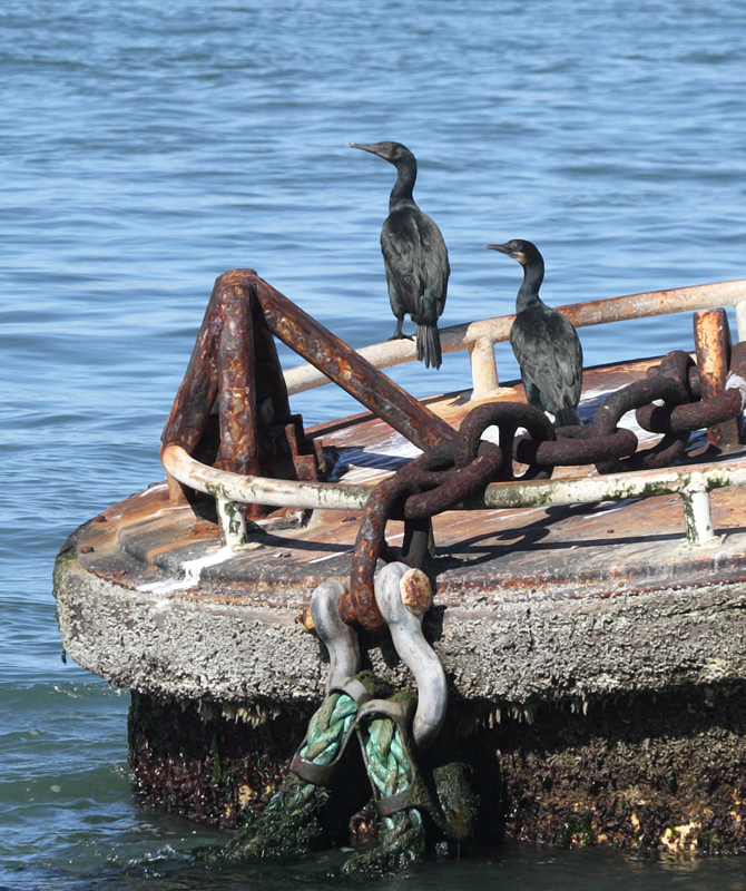 Brandt's Cormorants roosting around San Francisco Bay, California (9/24/2010). Photo by Bill Hubick.