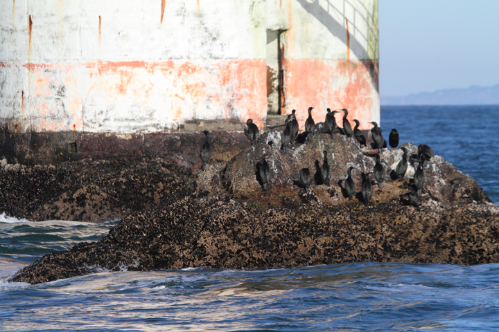 Brandt's Cormorants roosting around San Francisco Bay, California (9/24/2010). Photo by Bill Hubick.