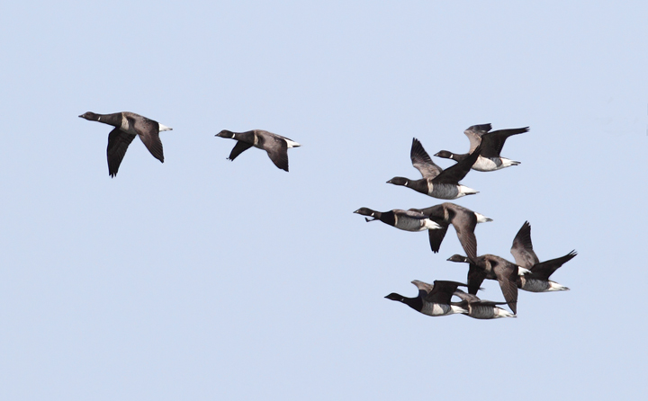 A flock of Atlantic Brant off Assateague Island, Maryland (11/7/2009).