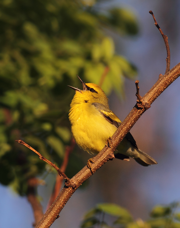 A "Brewster's"-type Golden-winged x Blue-winged Warbler hybrid in Washington Co., Maryland (5/5/2010). Although not exactly a "Brewster's" per se, note the bold yellow wingbars on this individual, making its Golden-winged Warbler genes quite evident. Photo by Bill Hubick.