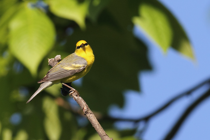 A "Brewster's"-type Blue-winged x Golden-winged Warbler with more limited yellow, but still enough to suggest to me that this bird has genes from both species. (Washington Co., Maryland (5/5/2010). Photo by Bill Hubick.