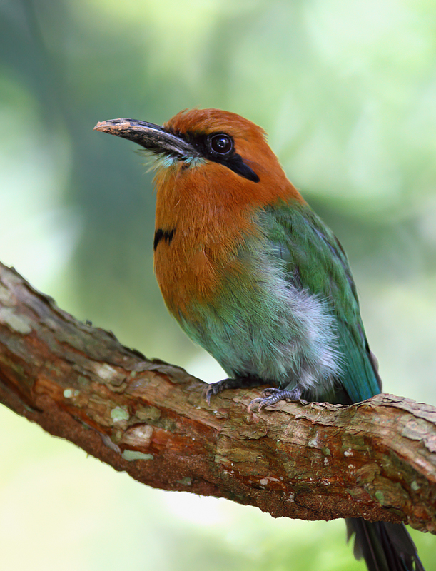 A Broad-billed Motmot waits for the perfect flyby insect. The dirt on its bill might be from excavating a nest cavity, as this species nests in burrows in the sides of forested hills (Panama, July 2010). Photo by Bill Hubick.