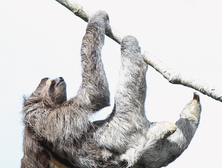 A Brown-throated Three-toed Sloth lounging around at Canopy Tower, Panama (July 2010). Photo by Bill Hubick.