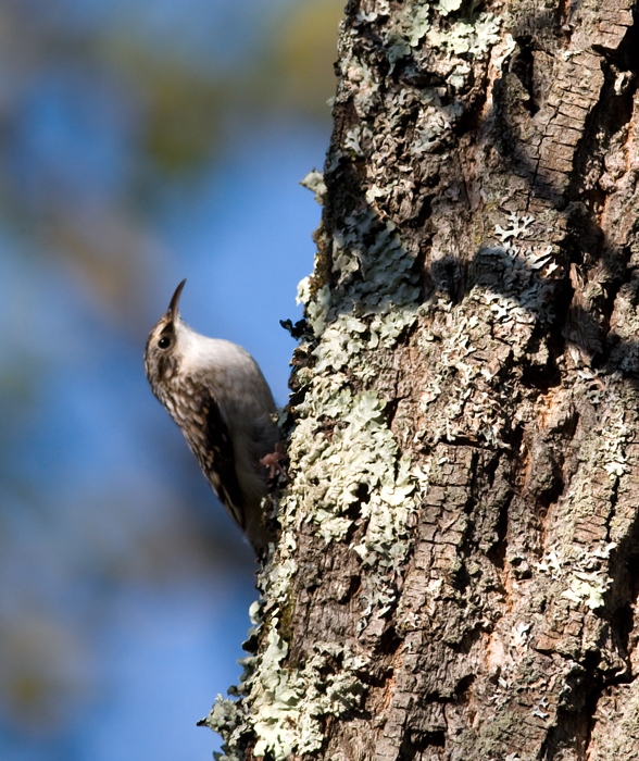 A Brown Creeper on Sideling Hill, Washington Co., Maryland (10/3/2009).