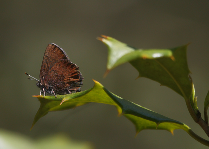 A Brown Elfin in Wicomico Co., Maryland (4/26/2009). Photo by Bill Hubick.