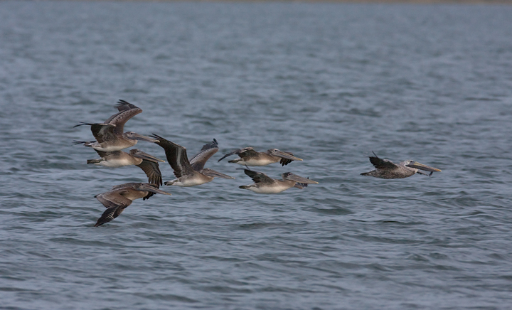 Brown Pelicans commuting past Bayside Assateague, Maryland (9/26/2009).
