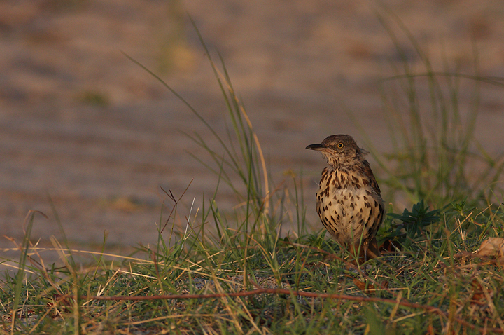 A Brown Thrasher at dawn on Assateague Island (8/17/2009). Found this while looking for another photo and thought I'd post it. We had a Brown Thrasher successfully winter in our yard, and today he was singing from the top of one of our large oak trees. Photo by Bill Hubick.