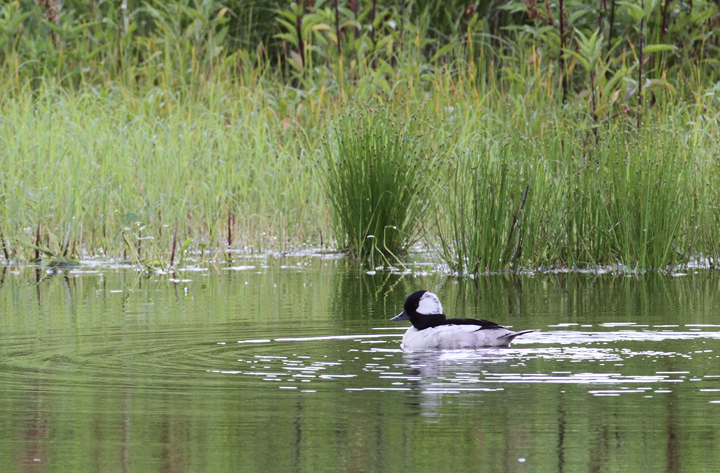 A lingering drake Bufflehead in Anne Arundel Co., Maryland (6/6/2010). A scarce bird in June in Maryland, it was found by Kevin Graff and Stan Arnold in a retention pond just off I-97. Photo by Bill Hubick.