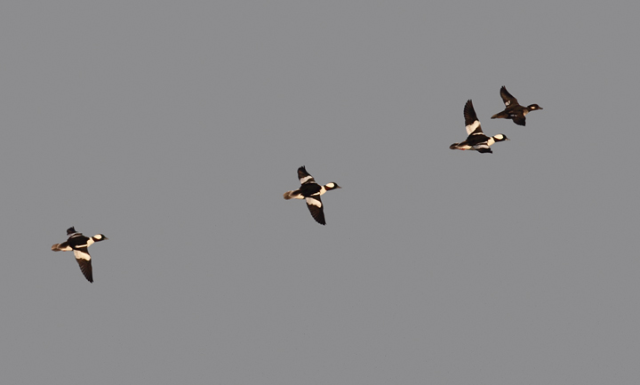 Buffleheads in flight just after dawn at Eastern Neck NWR, Maryland (11/22/2009).