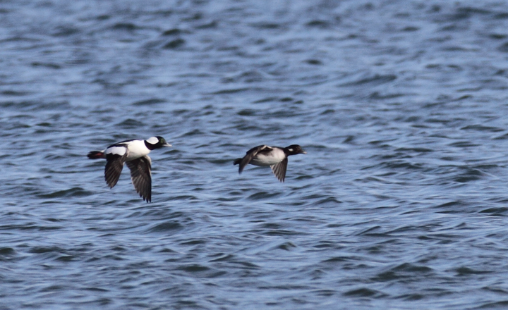 A pair of Bufflehead in flight at Point Lookout, Maryland (11/20/2010). Photo by Bill Hubick.
