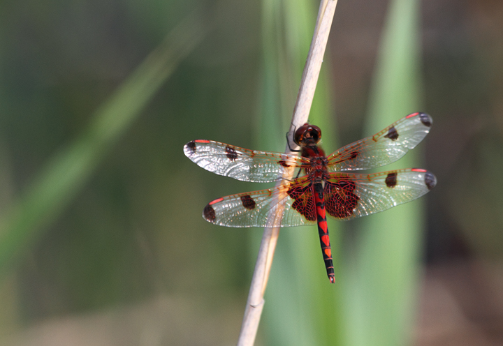 A Calico Pennant in Charles Co., Maryland (6/6/2010). Photo by Bill Hubick.