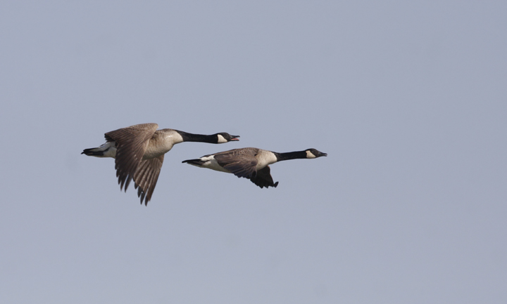 I dug through the archives a bit while my Internet was out - Canada Geese in flight while kayaking near Fort Smallwood, Maryland (4/4/2010). Photo by Bill Hubick.