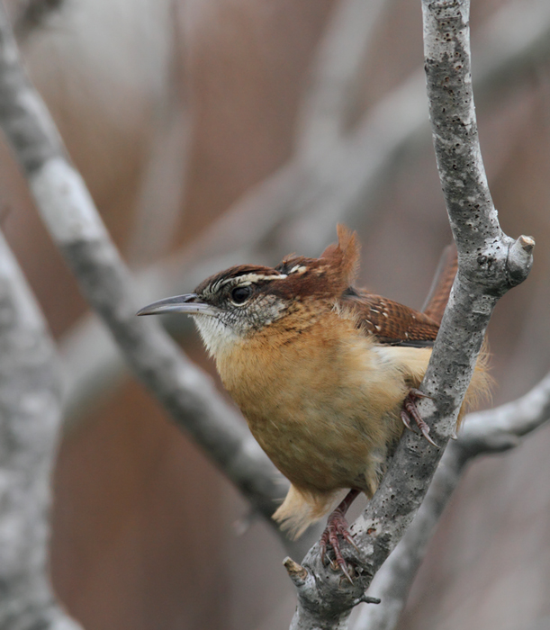 A Carolina Wren protests our presence on windy Assateague Island, Maryland (10/26/2010). Photo by Bill Hubick.