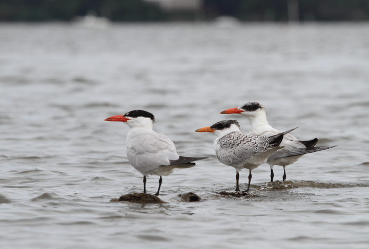 Caspian Terns return to Elkton Marsh, Maryland (8/3/2010). First image shows a very young juvenile on its first trip south. Photo by Bill Hubick.