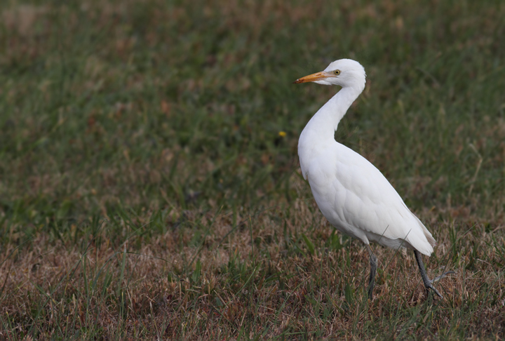 A lingering Cattle Egret at the Ocean City Airport, Worcester Co., Maryland (11/11/2010). Photo by Bill Hubick.