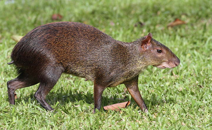 A personal favorite mammal, the Central American Agouti - Gamboa, Panama (July 2010). Photo by Bill Hubick.