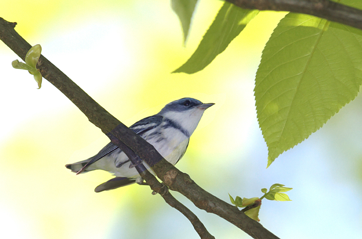 A beautiful male Cerulean Warbler in Frederick Co., Maryland (5/5/2010). Photo by Bill Hubick.