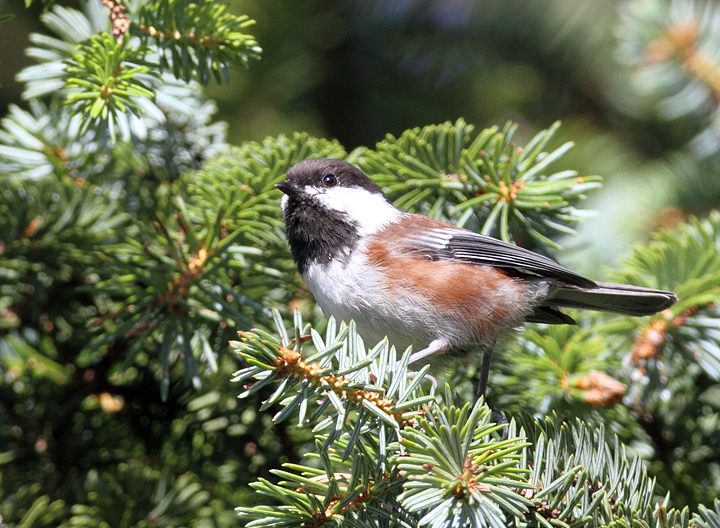 Chestnut-backed Chickadees foraging near the beach at Ecola State Park, Oregon (9/3/2010). Photo by Bill Hubick.