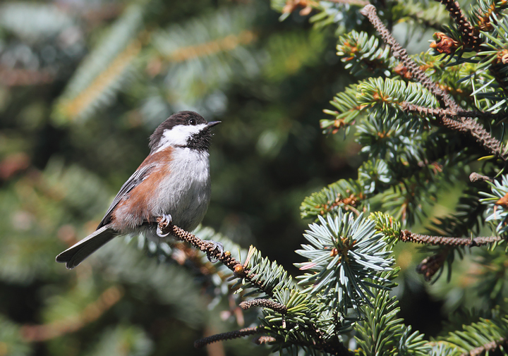 Chestnut-backed Chickadees foraging near the beach at Ecola State Park, Oregon (9/3/2010). Photo by Bill Hubick.