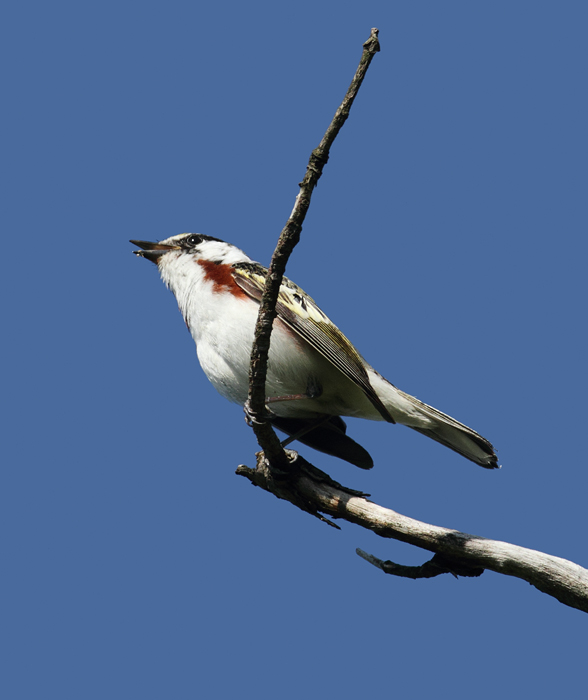 A Chestnut-sided Warbler singing on territory in Garrett Co., Maryland (5/30/2010). Photo by Bill Hubick.