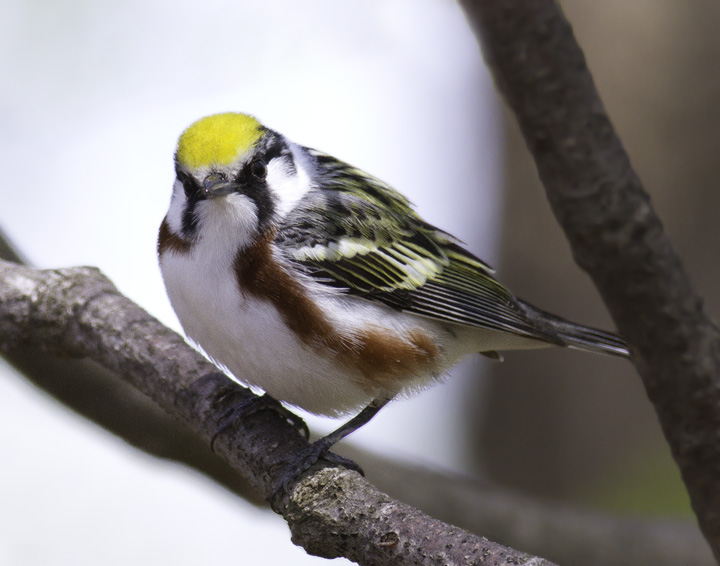 A stunning adult male Chestnut-sided Warbler in Green Ridge State Forest, Maryland (4/30/2011). Photo by Bill Hubick.