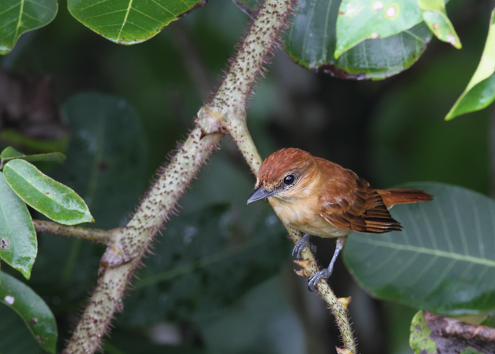A Cinnamon Becard in central Panama (July 2010). Photo by Bill Hubick.