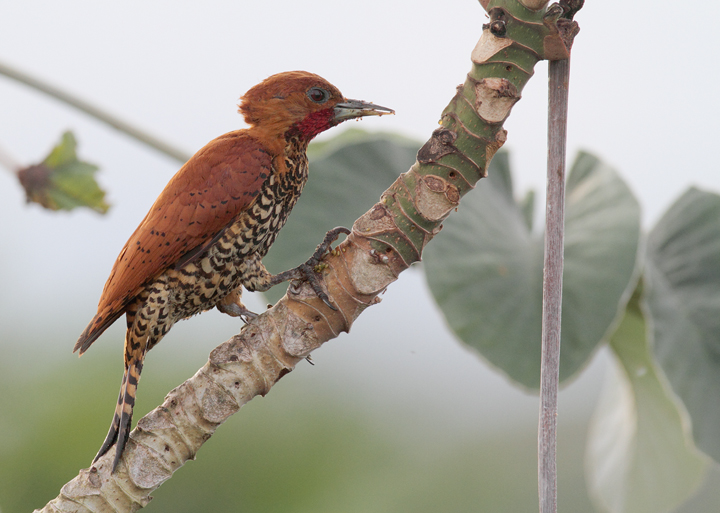 A Cinnamon Woodpecker forages in a cecropia at dawn. The field guide illustrations simply don't do these guys justice.  Photo by Bill Hubick.