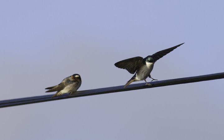 A comparison of Cliff Swallow (left) and Tree Swallow (right) - Garrett Co., Maryland (4/30/2011). Photo by Bill Hubick.
